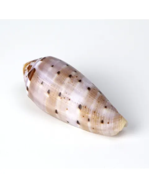 Conus Circumcisus