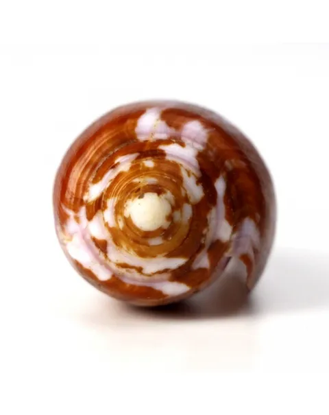 Conus Circumcisus