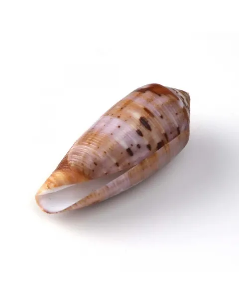 Conus Circumcisus