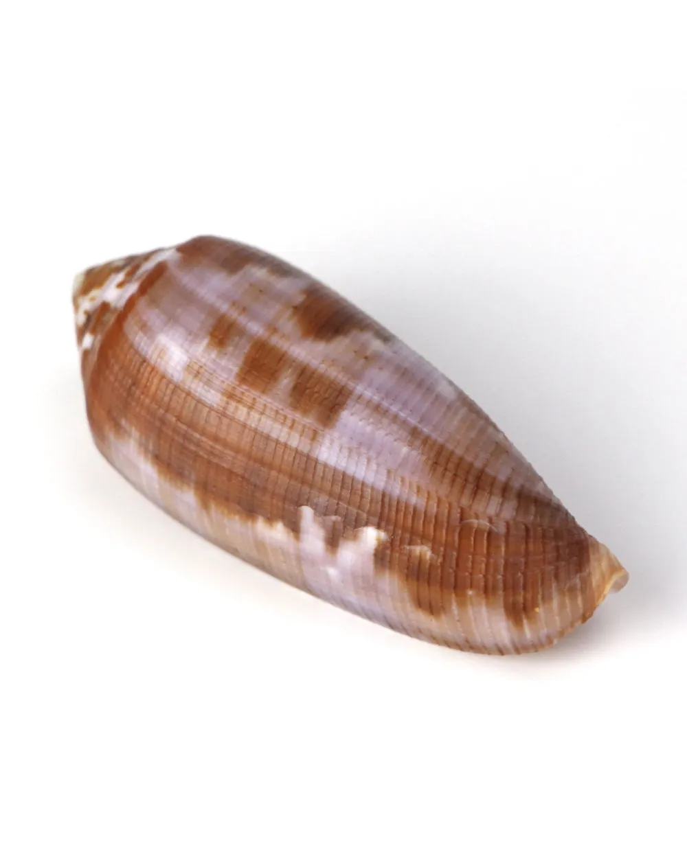 Conus Circumcisus