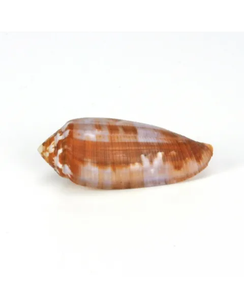 Conus Circumcisus