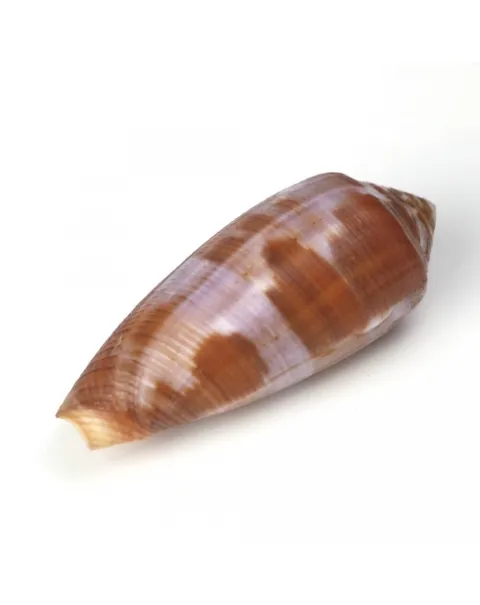 Conus Circumcisus