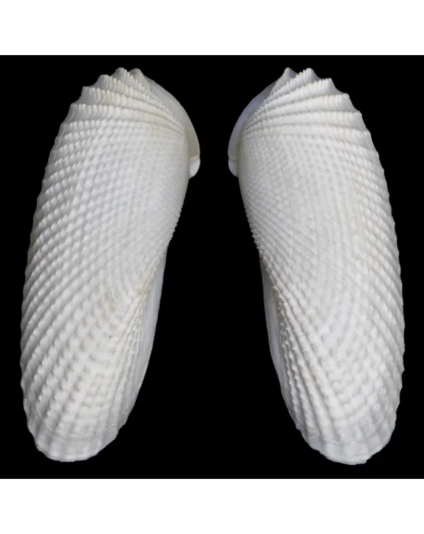 Cyrtopleura Costata