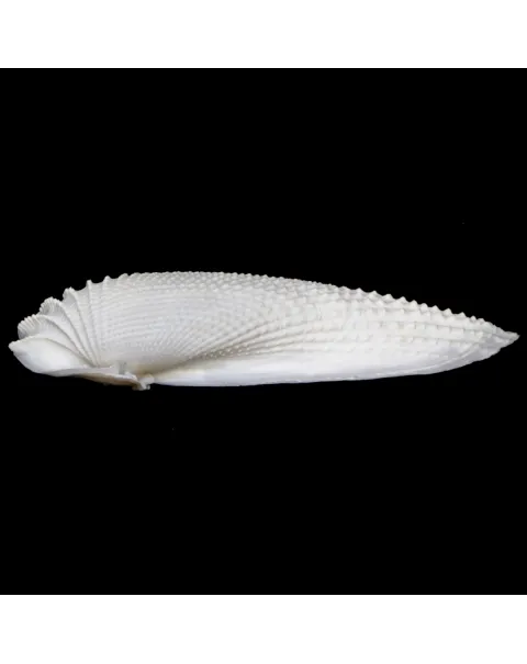 Cyrtopleura Costata