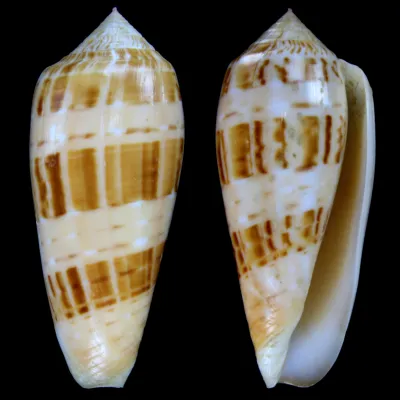 Conus Dusaveli