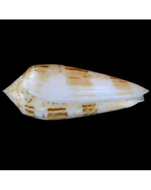 Conus Dusaveli