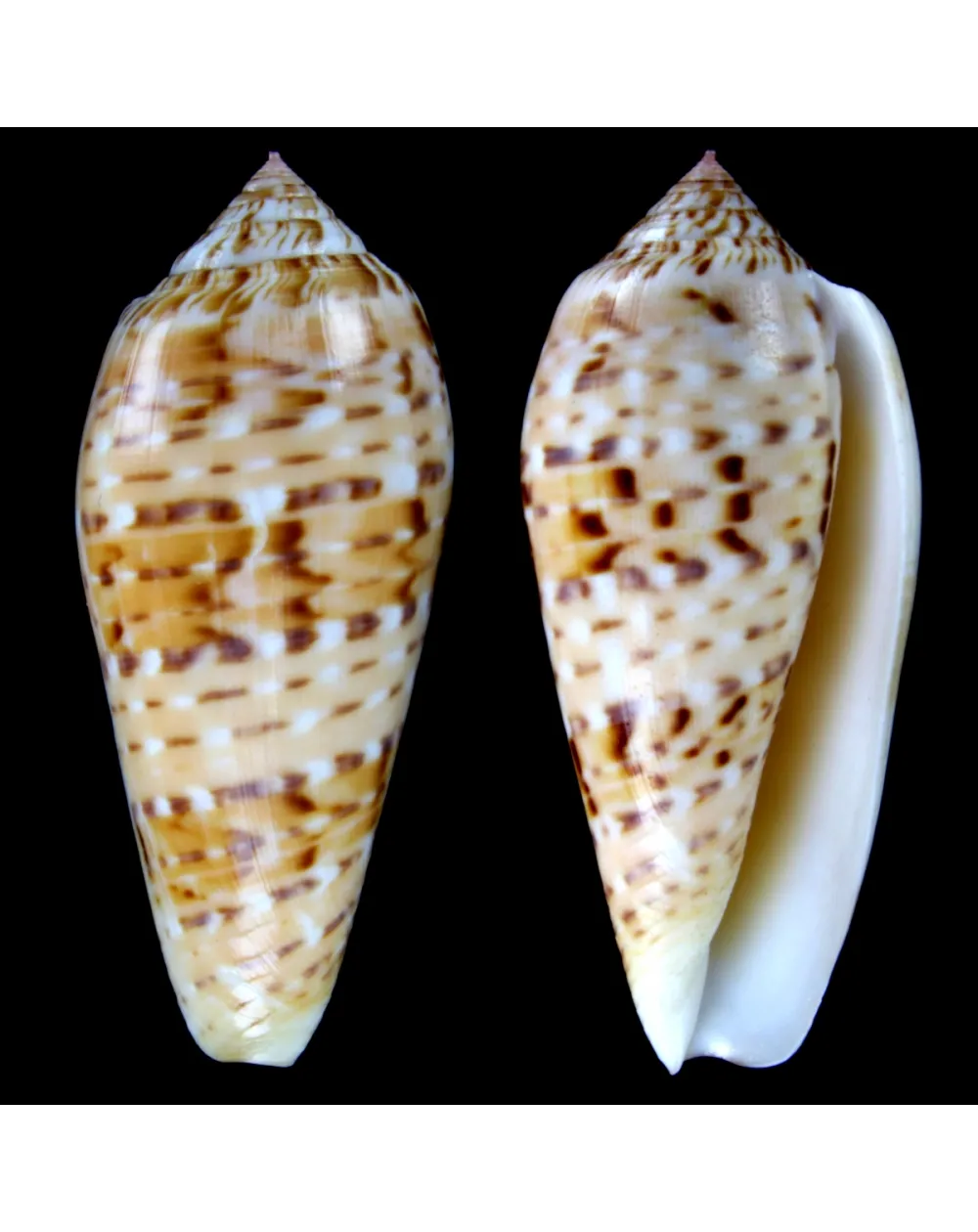 Conus Dusaveli