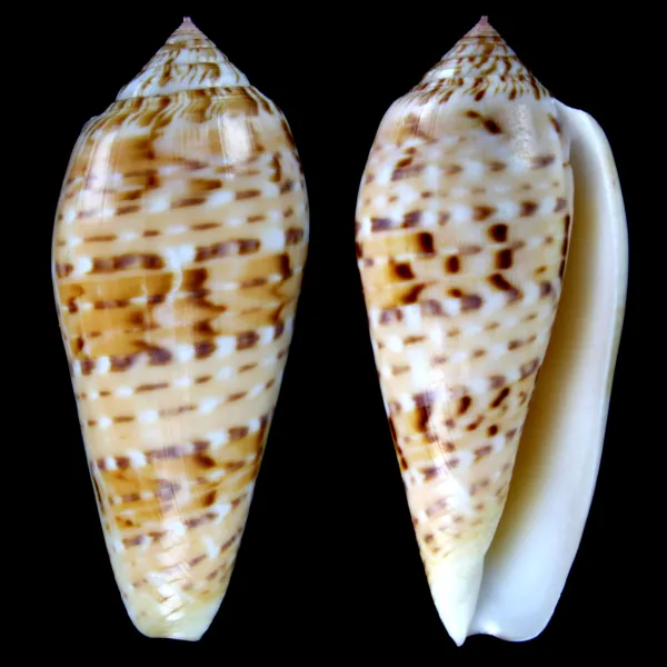 Conus Dusaveli