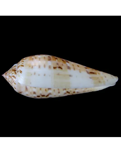 Conus Dusaveli