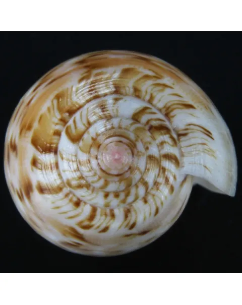 Conus Dusaveli