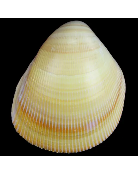 Laevicardium Elatum