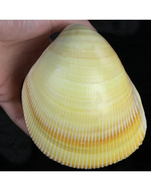 Laevicardium Elatum