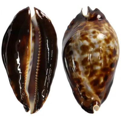 Zoila Friendii