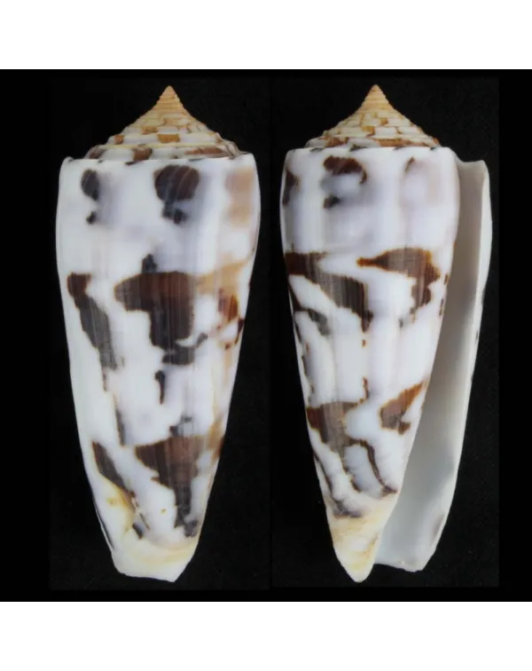 Conus Gubernator
