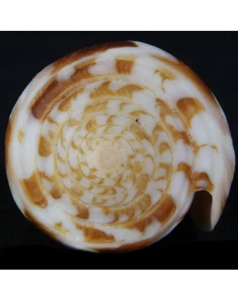Conus Gubernator