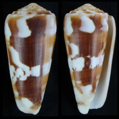 Conus Gubernator