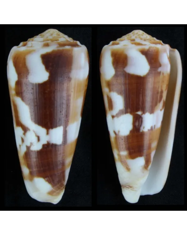 Conus Gubernator