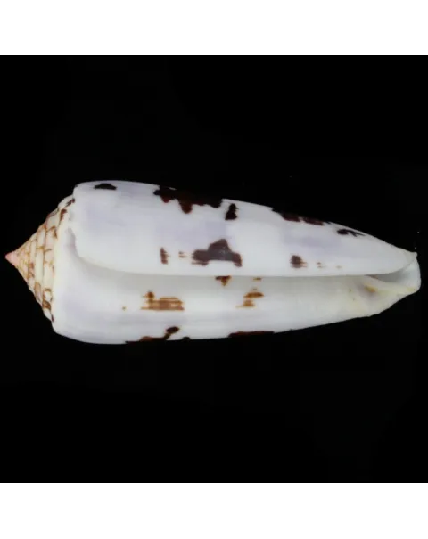 Conus Gubernator