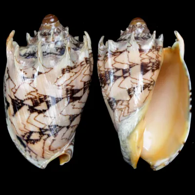 Cymbiola Imperialis