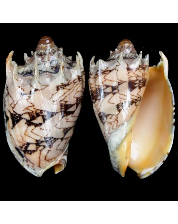 Cymbiola Imperialis