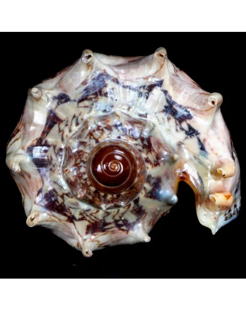 Cymbiola Imperialis