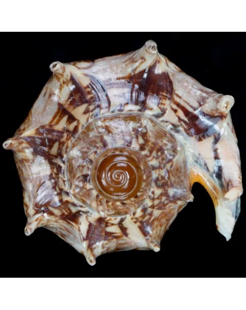 Cymbiola Imperialis