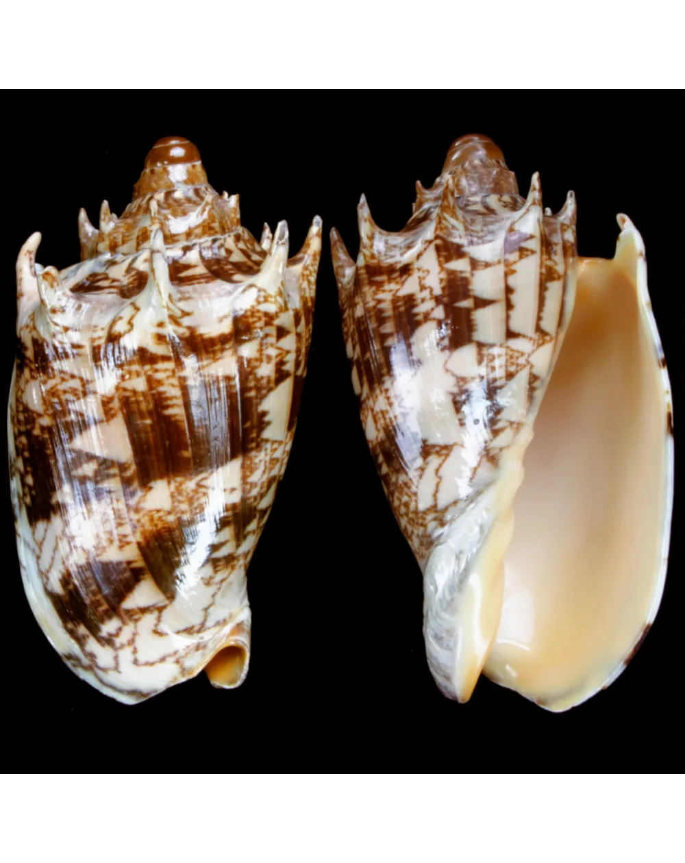 Cymbiola Imperialis