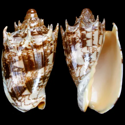 Cymbiola Imperialis