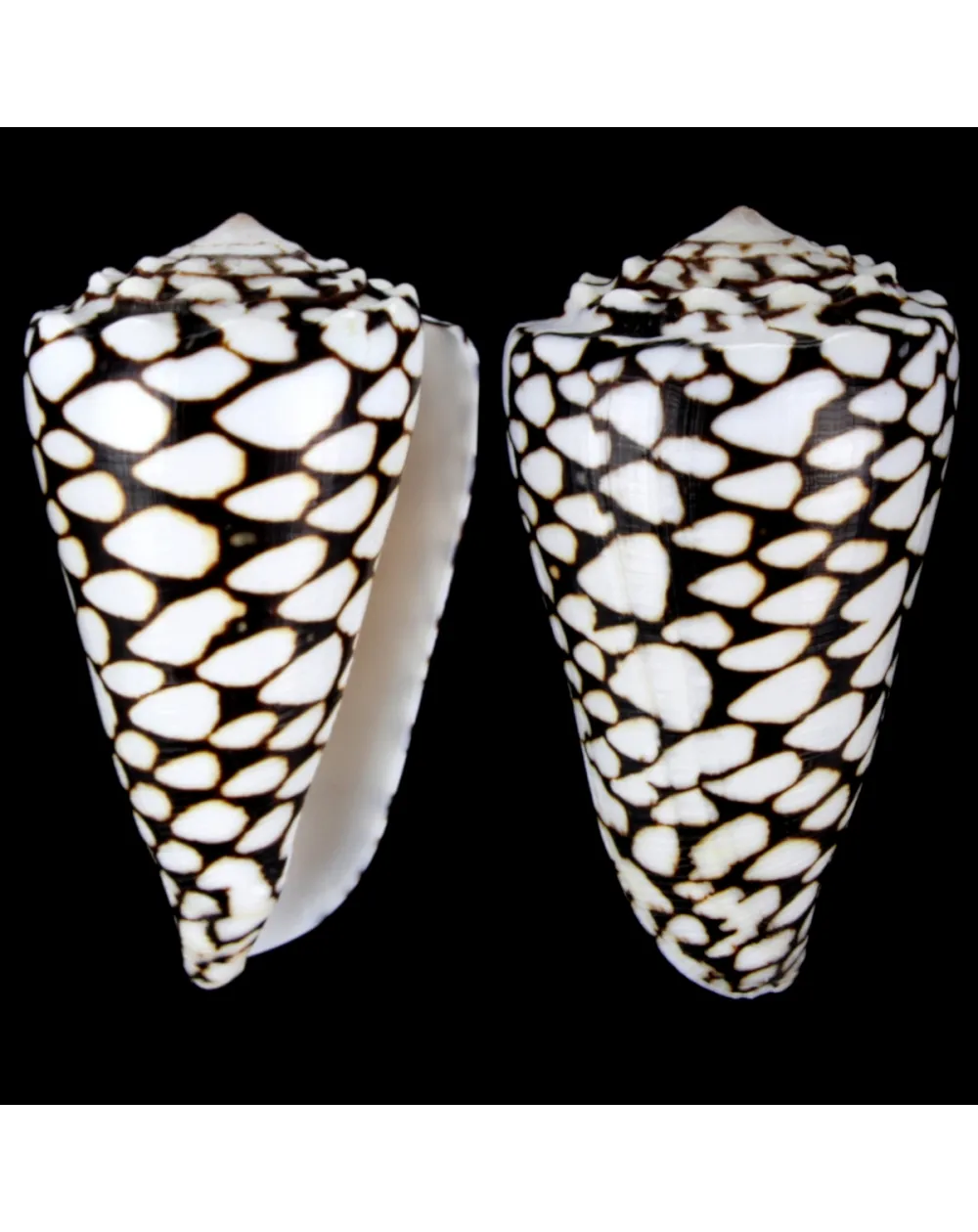 Conus Marmoreus