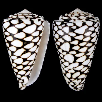 Conus Marmoreus