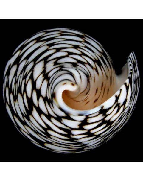 Conus Marmoreus