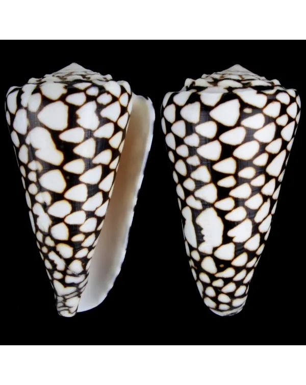 Conus Marmoreus