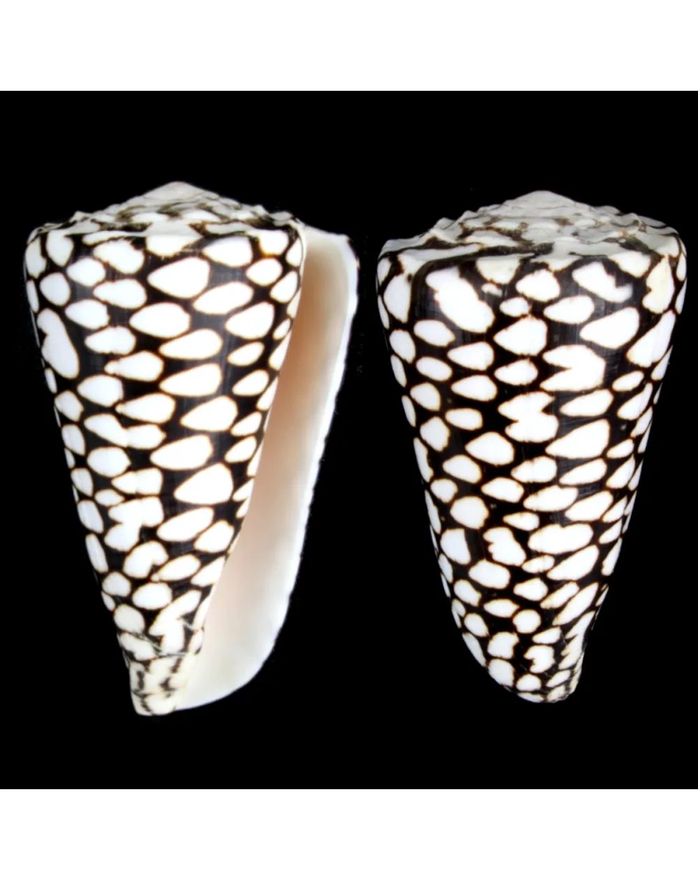 Conus Marmoreus
