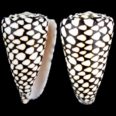 Conus Marmoreus