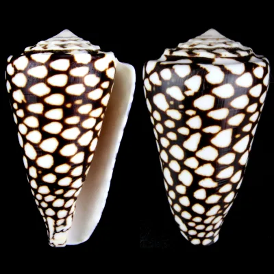 Conus Marmoreus