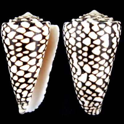 Conus Marmoreus