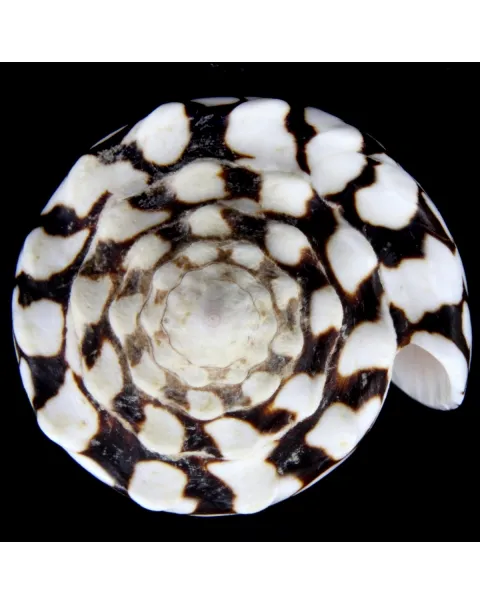 Conus Marmoreus