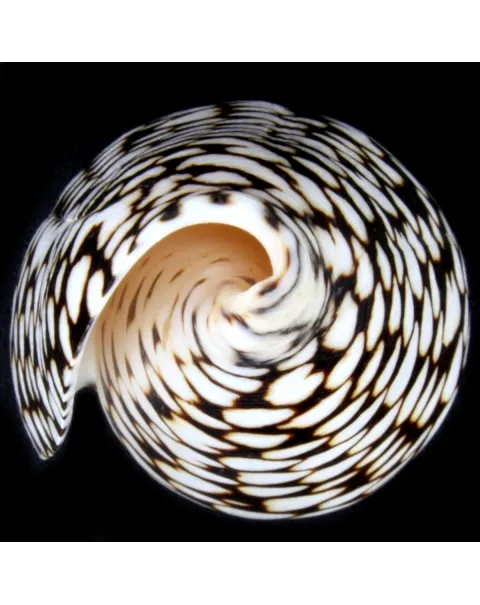Conus Marmoreus