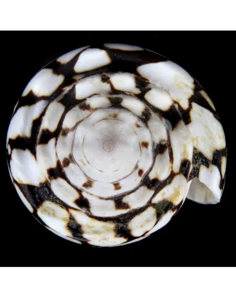 Conus Marmoreus