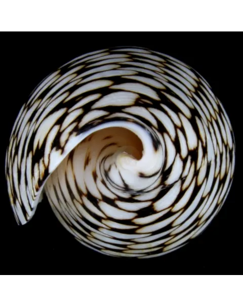 Conus Marmoreus
