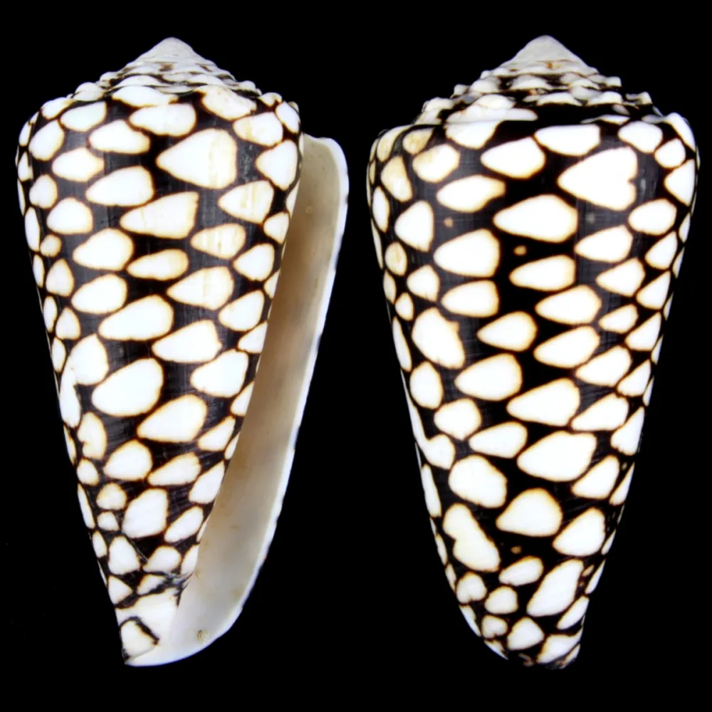 Conus Marmoreus