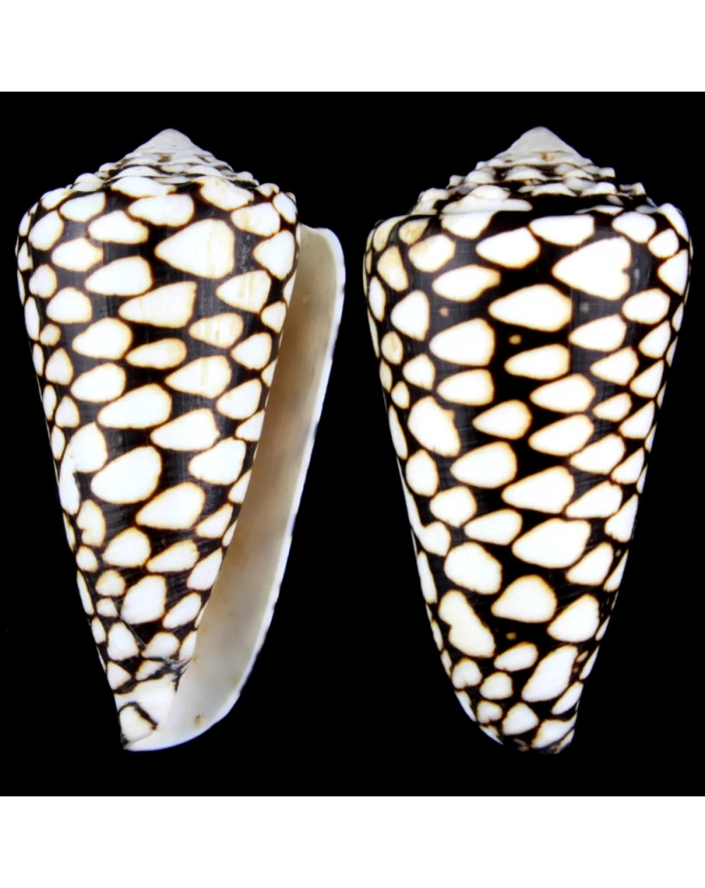 Conus Marmoreus