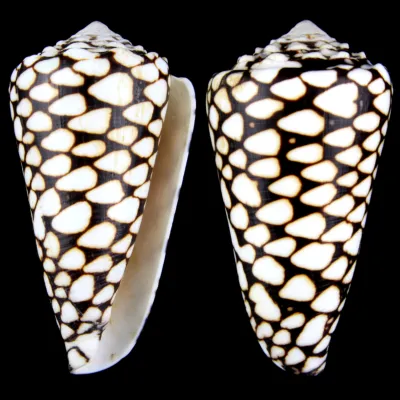 Conus Marmoreus