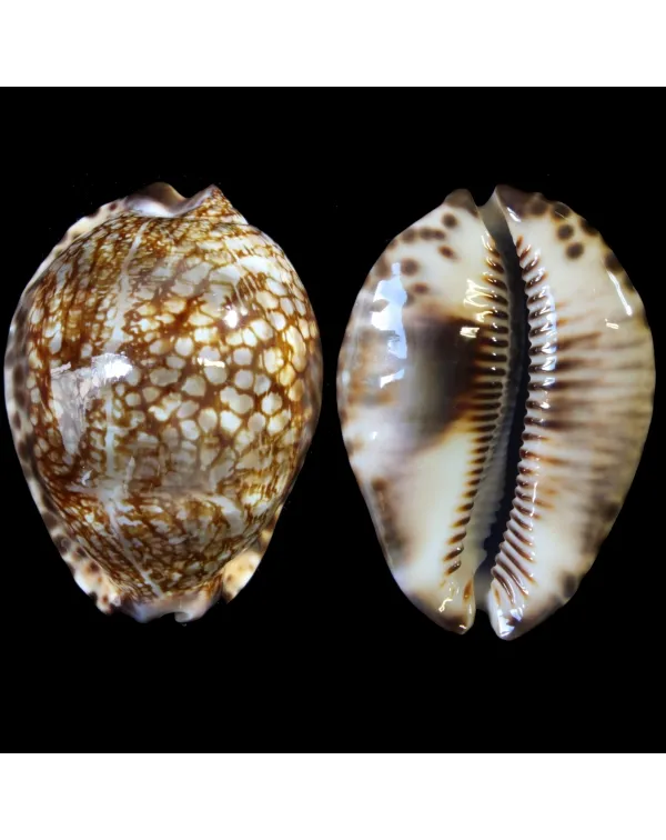 Cypraea Maculifera  