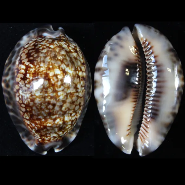 Cypraea Maculifera  