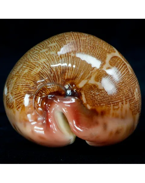Leporicypraea Mappa Rosea