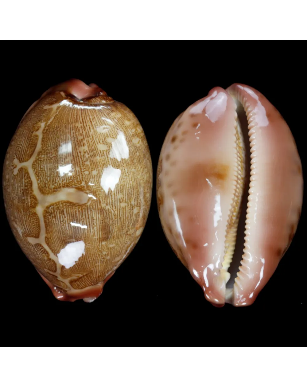Leporicypraea Mappa Rosea