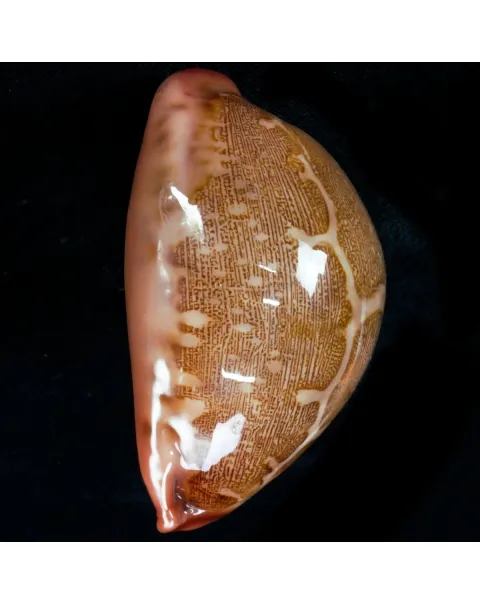 Leporicypraea Mappa Rosea