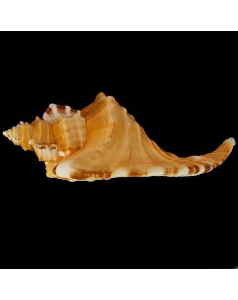 Cymatium Raderi
