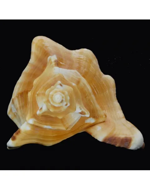 Cymatium Raderi
